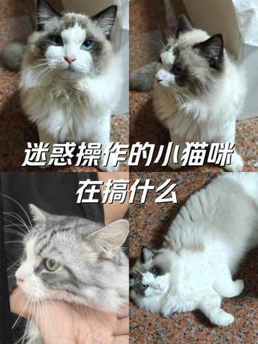 吸猫日常，真的是抵抗不了啦