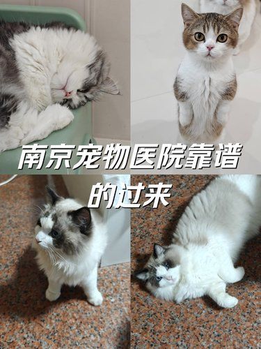 在南京有几家宠物医院是靠谱的呢？