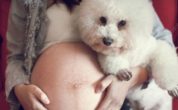家里有孕妇可以养狗吗？孕妇可以养宠物吗？(1)