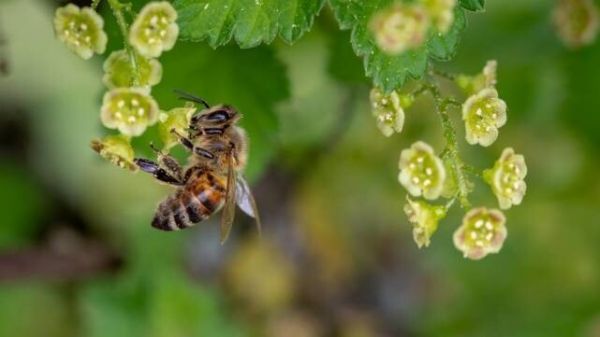 盘点对人类有益的 10 种昆虫 