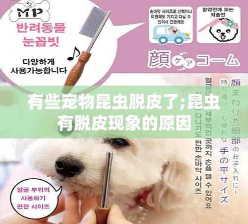 有些宠物昆虫脱皮了;昆虫有脱皮现象的原因