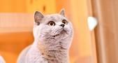 铲屎官：8年养猫经验告诉你，猫咪受孕到生产我们应该注意什么