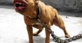 一定要远离这些狗狗！恶犬名单！