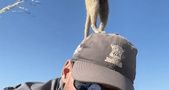狐獴站哨警戒，站在摄影师头顶登高望远……