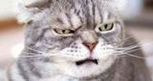 送老鼠什么的弱爆了！我家猫咪送野兔
