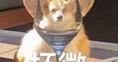 上班族没时间照顾狗狗？狗狗也能上幼儿园啦