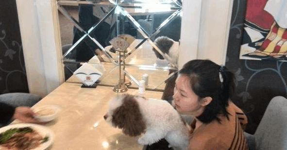 台州带狗去餐厅各种被喷, 上海、杭州个别商家都是欢迎宠物去
