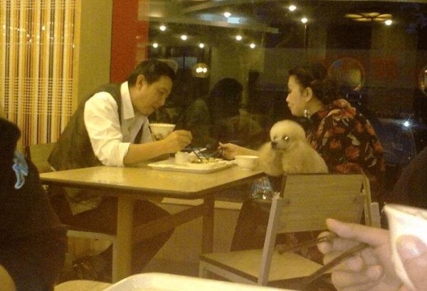 台州带狗去餐厅各种被喷, 上海、杭州个别商家都是欢迎宠物去