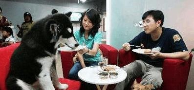 台州带狗去餐厅各种被喷, 上海、杭州个别商家都是欢迎宠物去