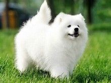 武汉有萨摩耶犬卖 武汉萨摩耶犬价格 武汉萨摩耶犬多少钱