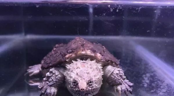 如何饲养佛鳄龟