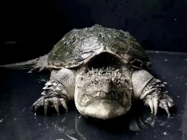 如何饲养佛鳄龟