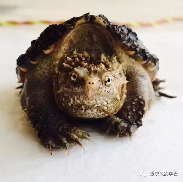 如何饲养佛鳄龟