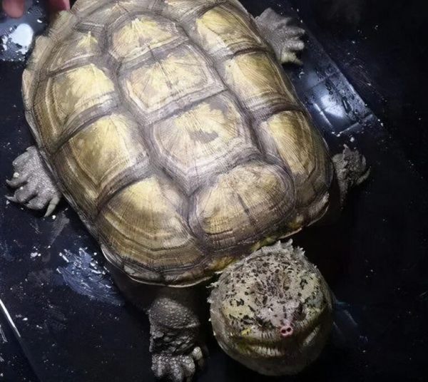 如何饲养佛鳄龟