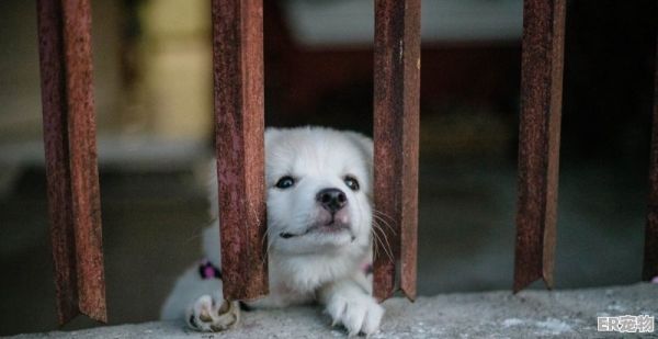 有猫跑进家里好不好，养宠物猫有什么预兆吗