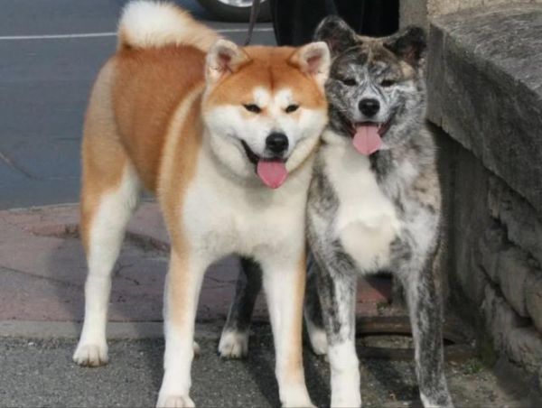 秋田犬好不好养