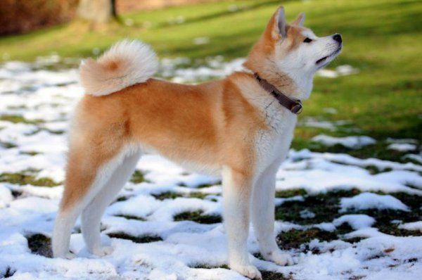 秋田犬好不好养