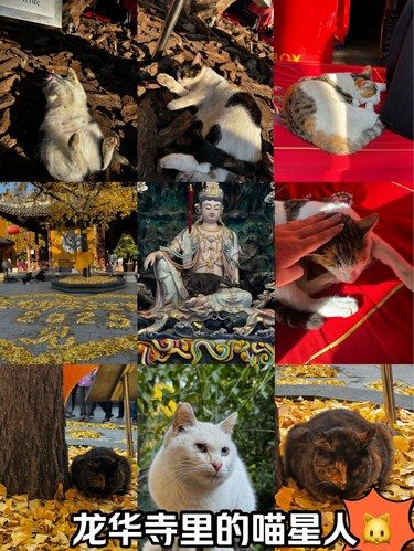 龙华寺的喵星人你拍到了几只？