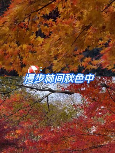 就爱这抹鲜艳的秋色