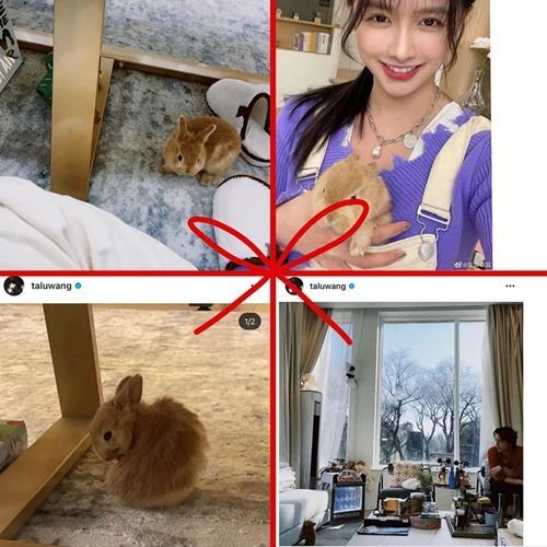 明星宠物同款