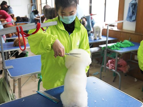 宠物美容师行业有哪些优势