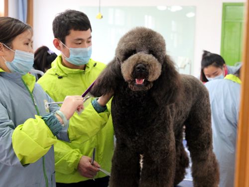 宠物美容师行业有哪些优势