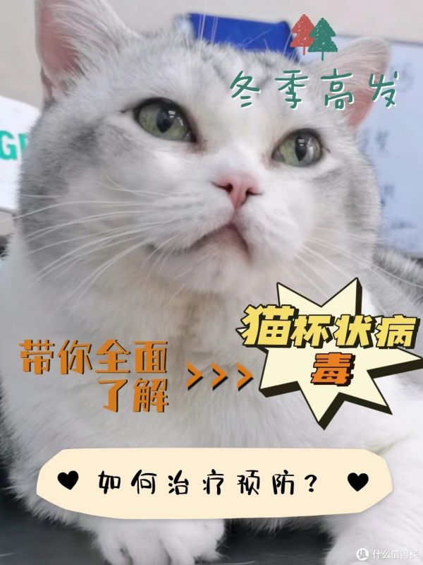 养猫人必看,关于猫杯状要知道的事!(上)