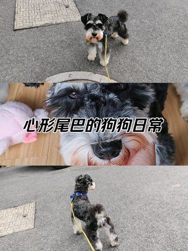 宠物狗狗的日常萌