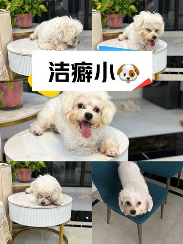 小狗只待在椅子和桌子上怎么办[笑哭]