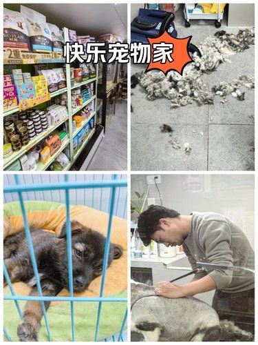 治愈宠物，温暖人心