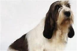 贝吉格里芬凡丁犬怎么养饲养起来其实不难