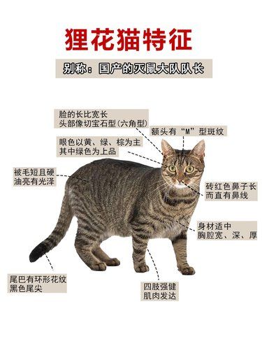 被低估的宝藏猫咪——狸花猫✨