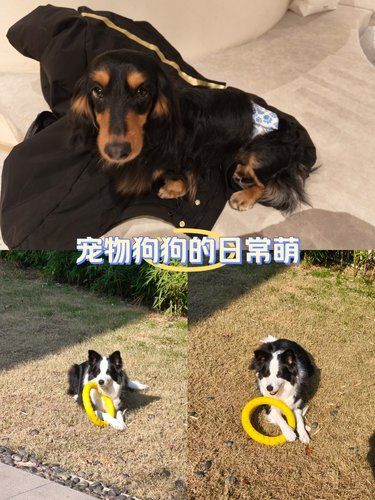 悠闲狗狗散步时