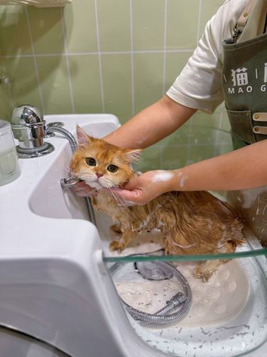 不白来，都不白来哟猫咪洗澡拍圣诞写真