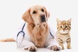 郑州宠物猫医院_预约就诊，享受优先服务