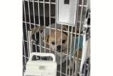 郑州犬疫细小防治医院-在线咨询