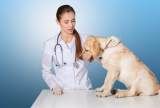 郑州犬疫细小防治医院-专业团队，保障您的宠物健康
