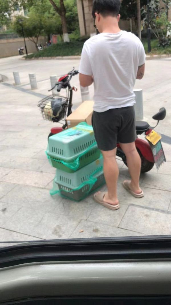 宁波猫狗托运全国服务