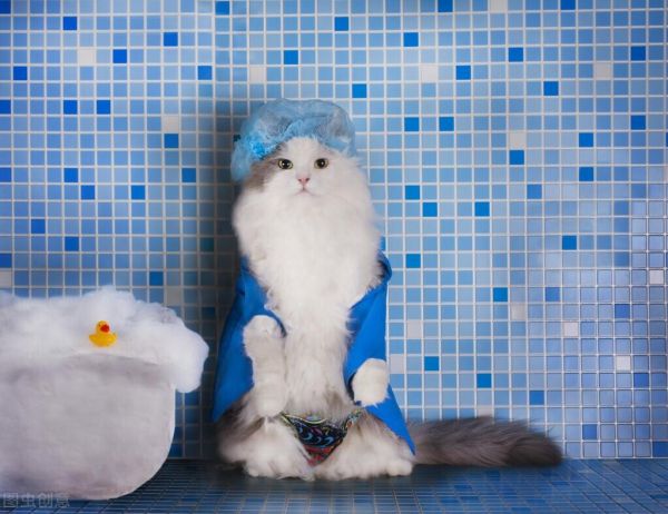 猫为什么怕水?如何让它适应