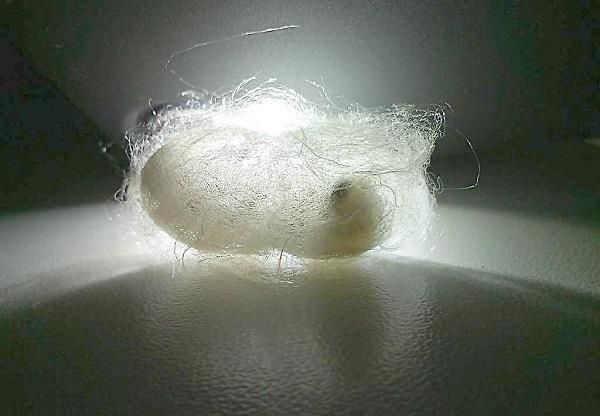 怎样才能成为富甲一方的宠物？当然是找个有钱的主人啊！
