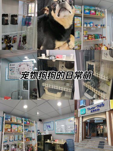 宠物狗狗的日常洗澡