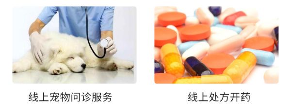 蘑菇宠医线上处方