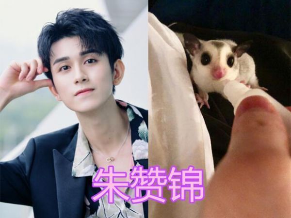 明星都养奇葩宠物？朱赞锦蜜袋鼯，宋茜小香猪，朱一龙：不愧是你