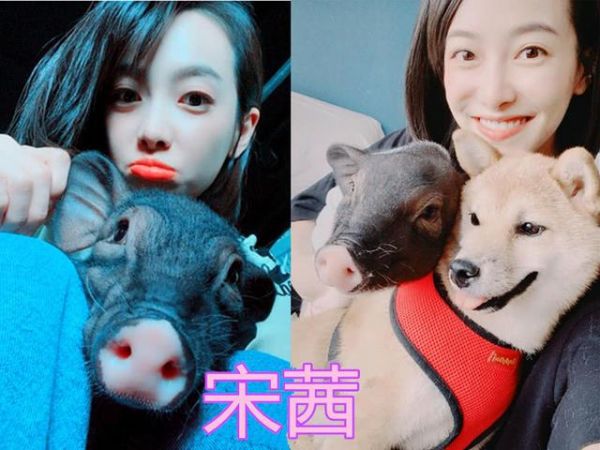 明星都养奇葩宠物？朱赞锦蜜袋鼯，宋茜小香猪，朱一龙：不愧是你