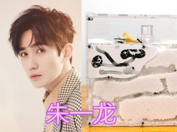 明星都养奇葩宠物？朱赞锦蜜袋鼯，宋茜小香猪，朱一龙：不愧是你