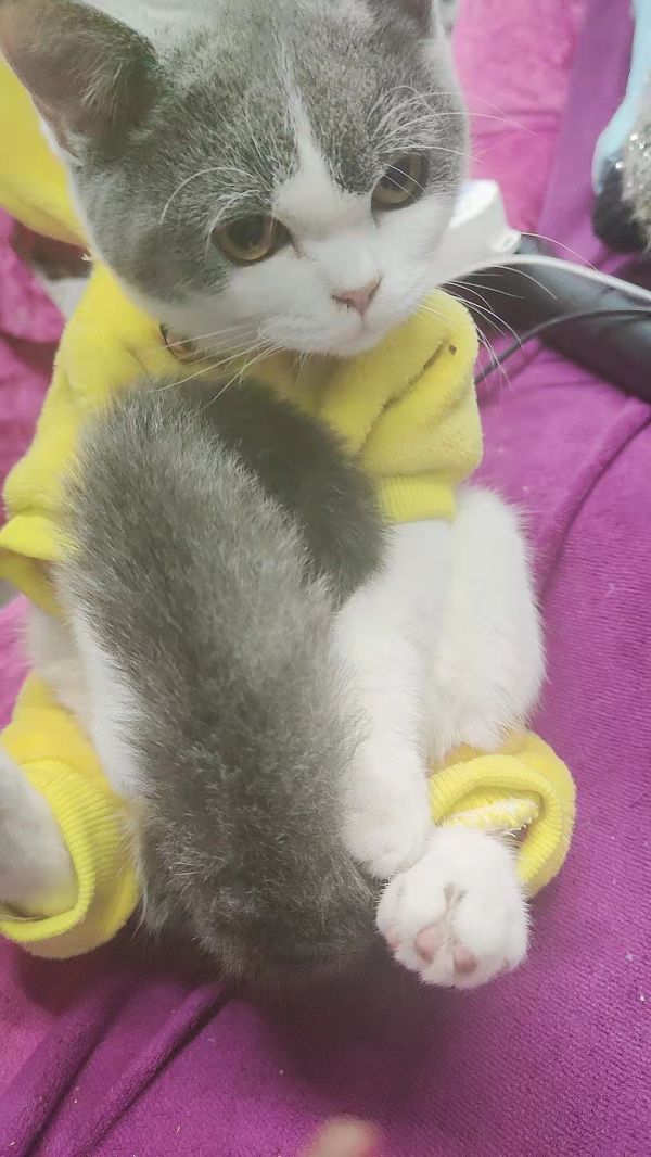 有要蓝猫的吗？小公主一枚！不挑食吃肉吃猫