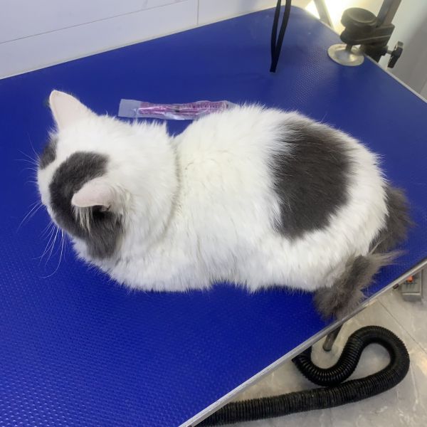 领养猫咪仅限修水