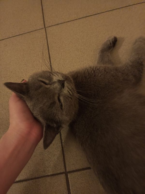 宠物认领