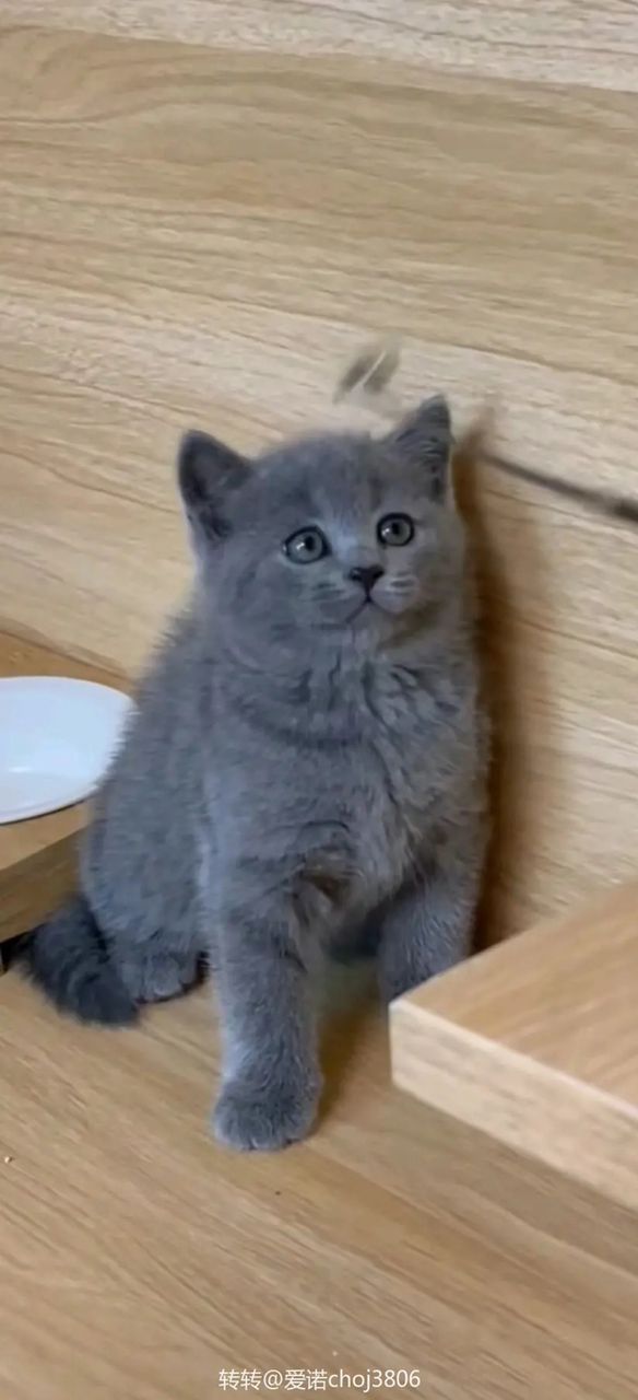 蓝猫出售