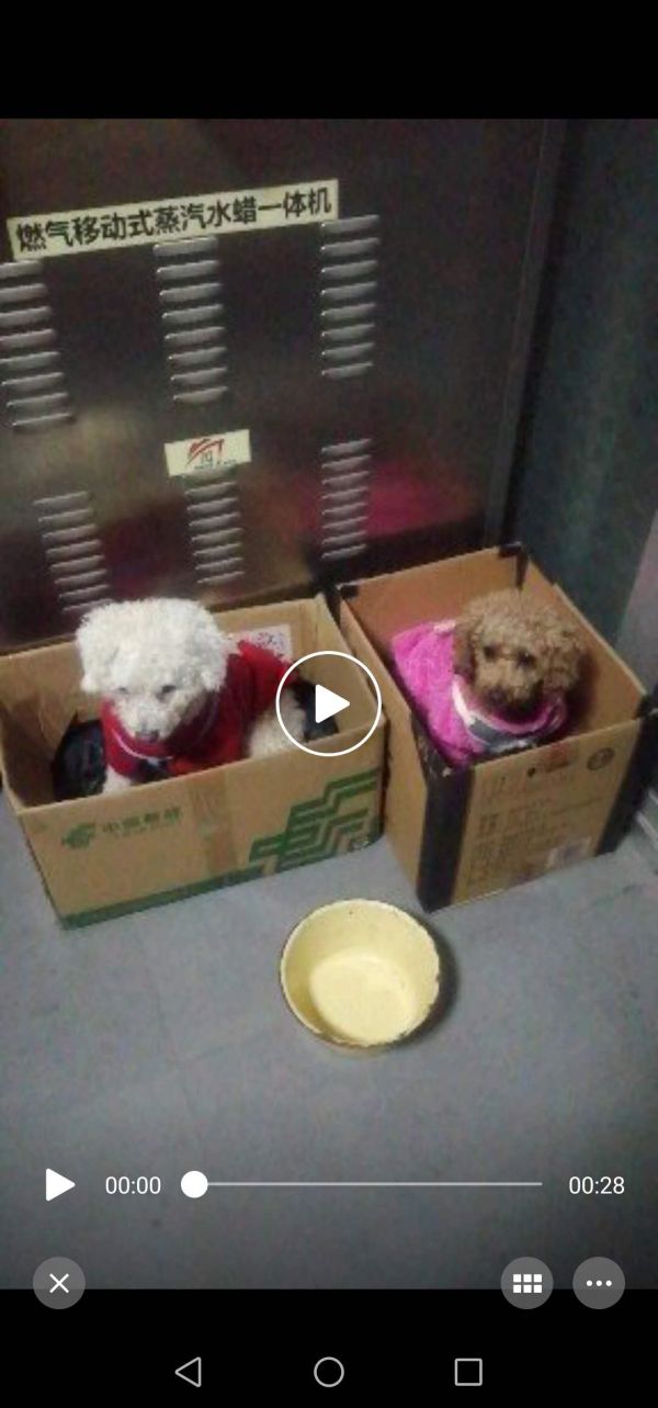 泰迪狗狗